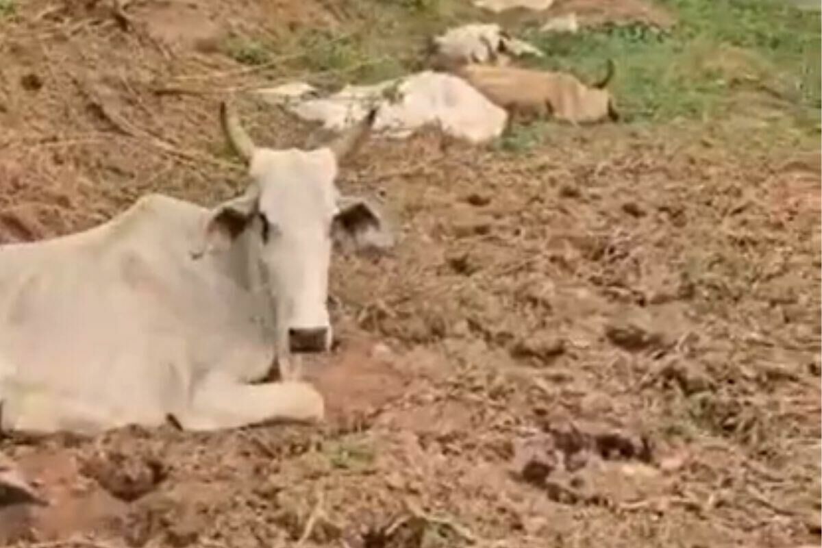 Imagem de compartilhamento para o artigo Gado sai em busca de água e morre atolado às margens do Rio Taquari em Coxim da MS Todo dia